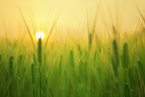 barley-field-1684052__340.jpg