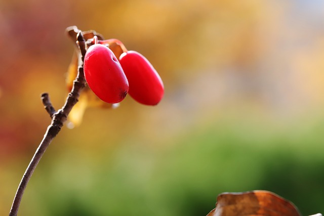 flowering-dogwood-5772389_640.jpg