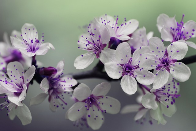 purple-flowers-839594_640.jpg