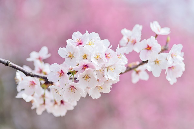 cherry-blossoms-2218781_640.jpg