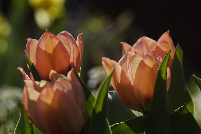 tulips-7932025_640.jpg