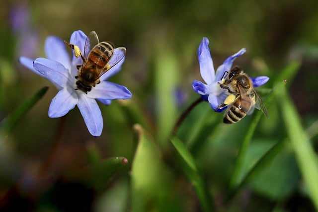 bees-7873791_640.jpg