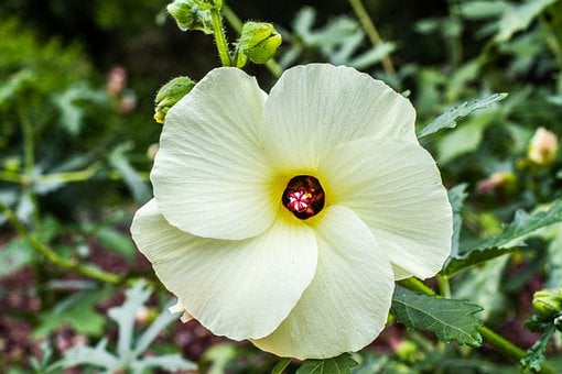 edible-hibiscus-7830391__340.jpg