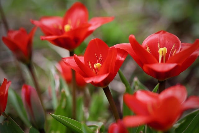 fusilier-tulip-7942127_640.jpg