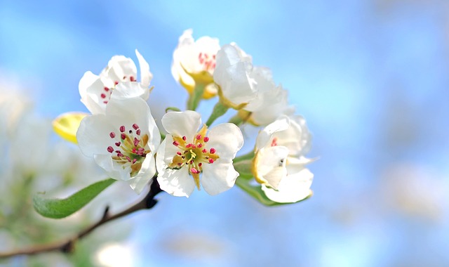 apple-blossom-1368187_640.jpg