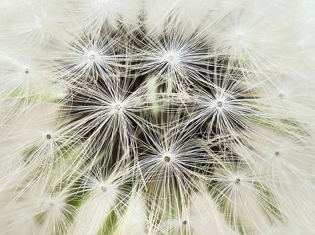 dandelion-7898432_640